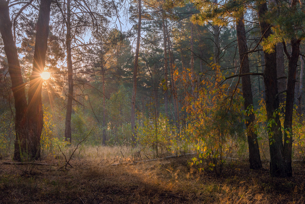 Фотографія Солнце ржавой позолотой будит сосны по утрам / Галанзовская Оксана / photographers.ua