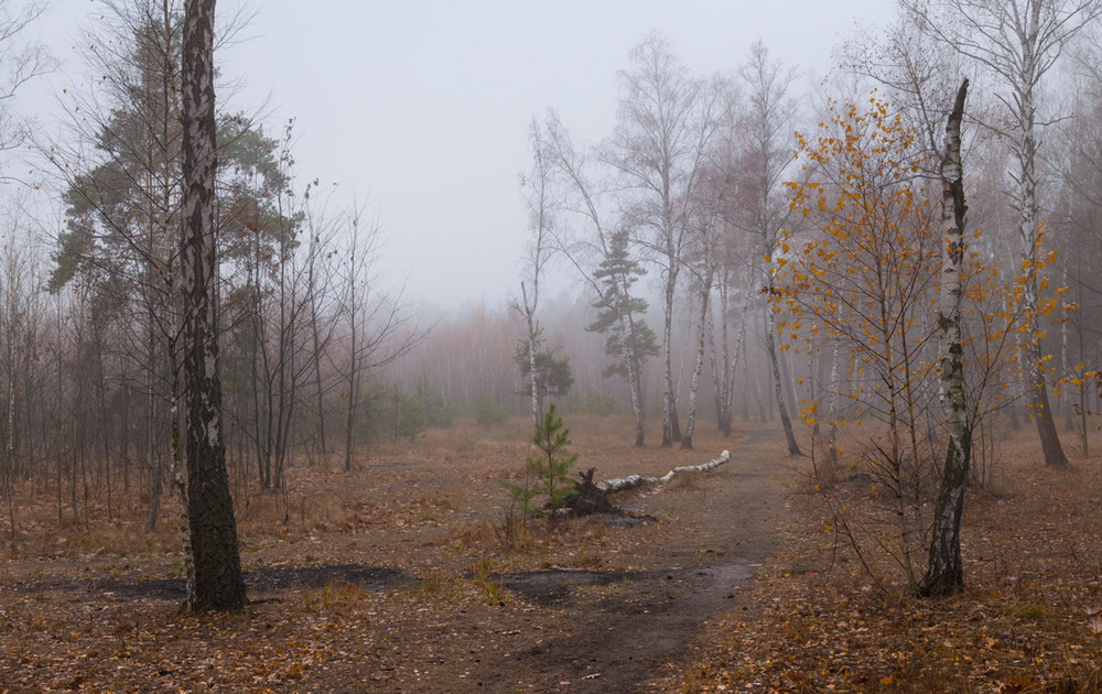 Фотографія В туман укутался поникший сонный лес / Галанзовская Оксана / photographers.ua