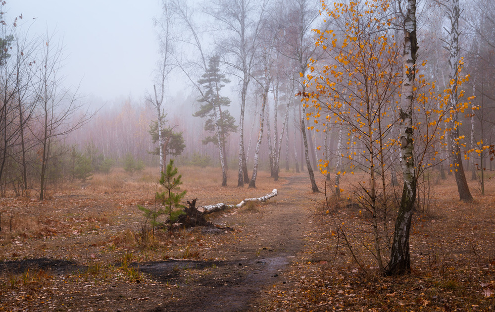 Фотографія Березовий туман / Галанзовская Оксана / photographers.ua