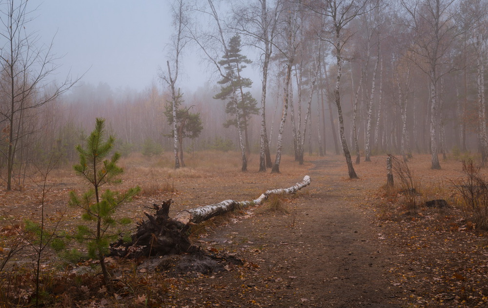 Фотографія Продрогший лес стоит в преддверии зимы / Галанзовская Оксана / photographers.ua