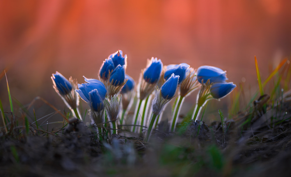 Фотографія Чудесная весна / Галанзовская Оксана / photographers.ua