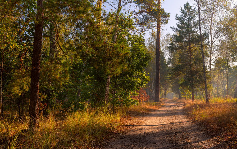 Фотографія Осенняя дорога ведёт в лесную глушь по утренней тиши / Галанзовская Оксана / photographers.ua