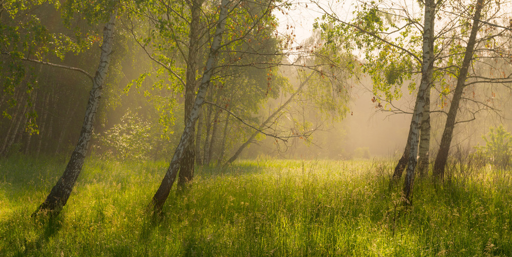 Фотографія Курится утренний туман по тихим рощам и долинам / Галанзовская Оксана / photographers.ua