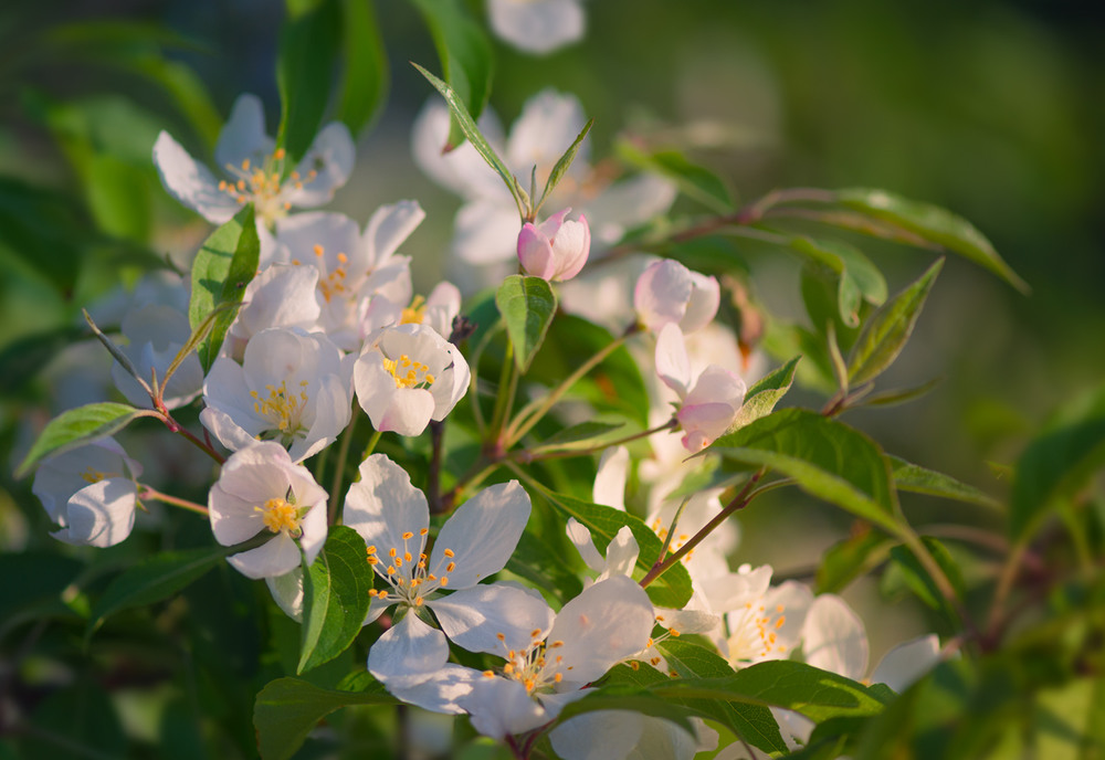Фотографія Цветение райской яблони / Галанзовская Оксана / photographers.ua