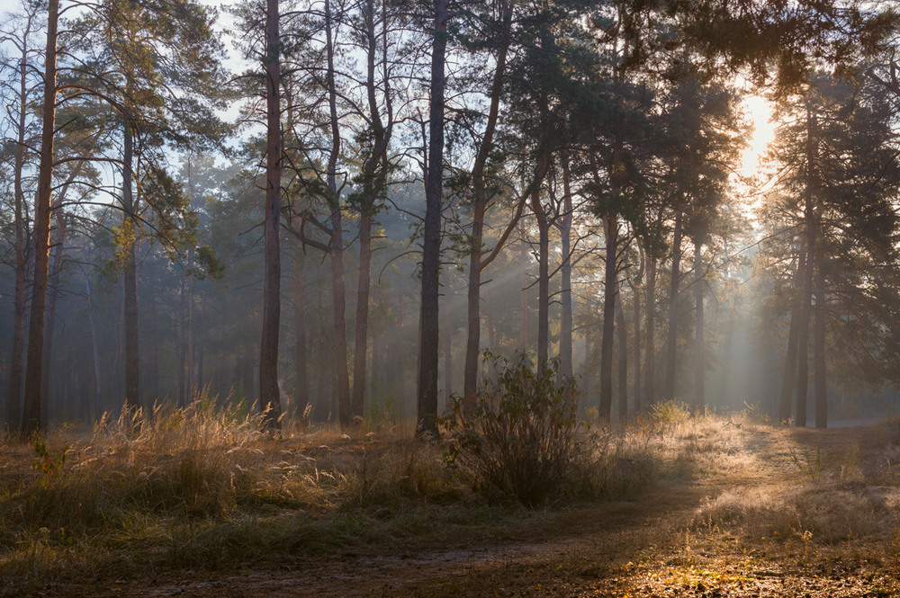 Фотографія Смотрит весело лес из-под чёрных кудрей (В. Никитин) / Галанзовская Оксана / photographers.ua
