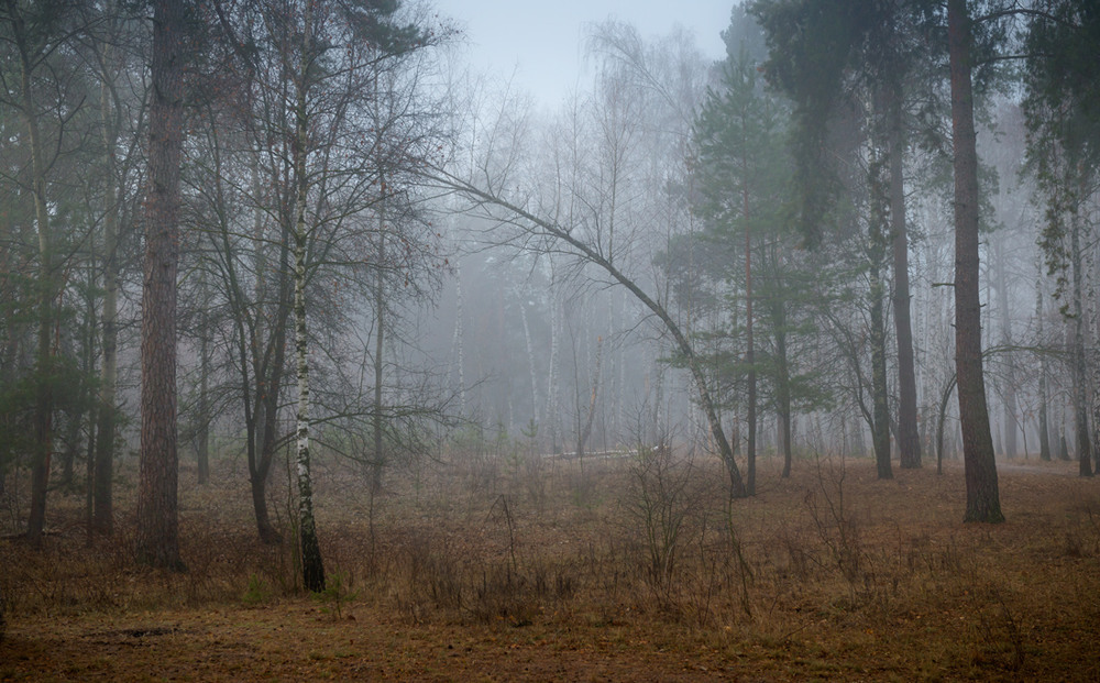 Фотографія Декабрьский лес стоял в молчании рассвета / Галанзовская Оксана / photographers.ua
