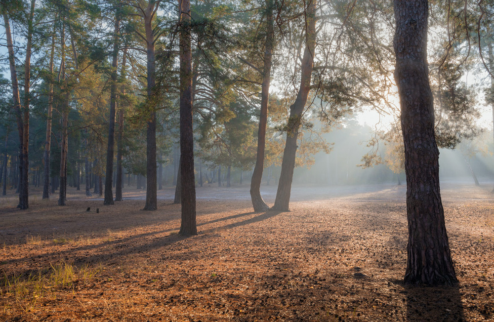 Фотографія Вуалью покрыты чертоги осеннего леса / Галанзовская Оксана / photographers.ua