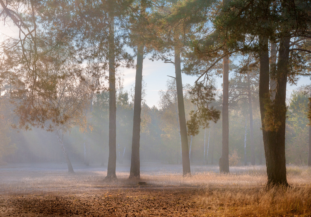 Фотографія Небесной вуалью покрыты чертоги лесные / Галанзовская Оксана / photographers.ua