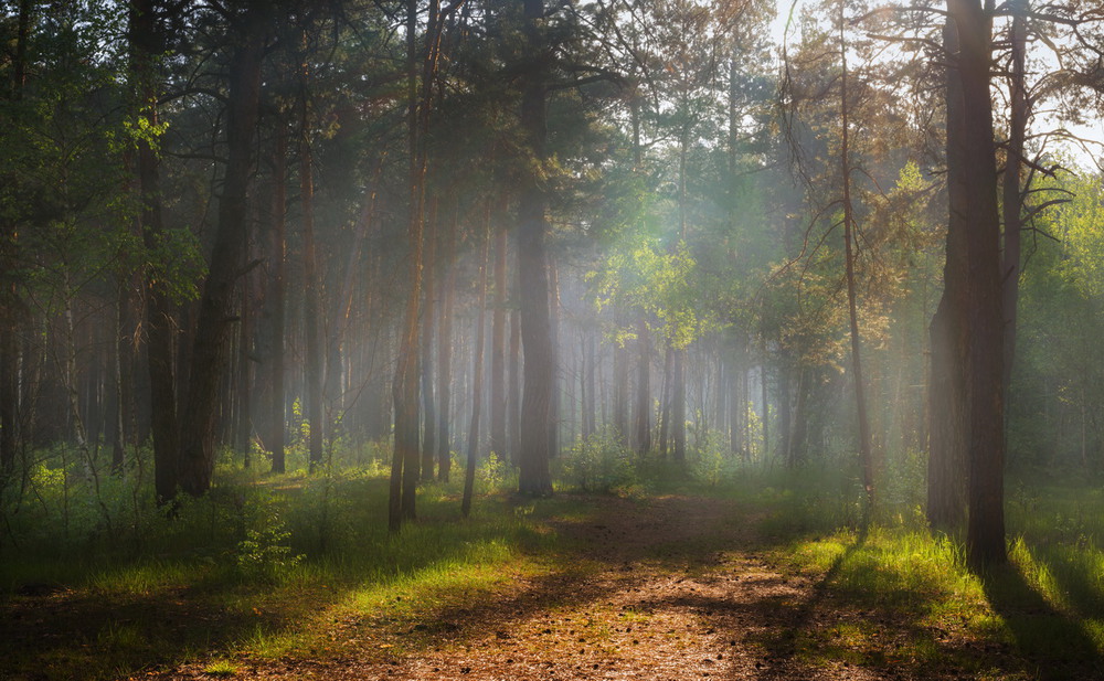 Фотографія Туманной дымкой лес подёрнут / Галанзовская Оксана / photographers.ua