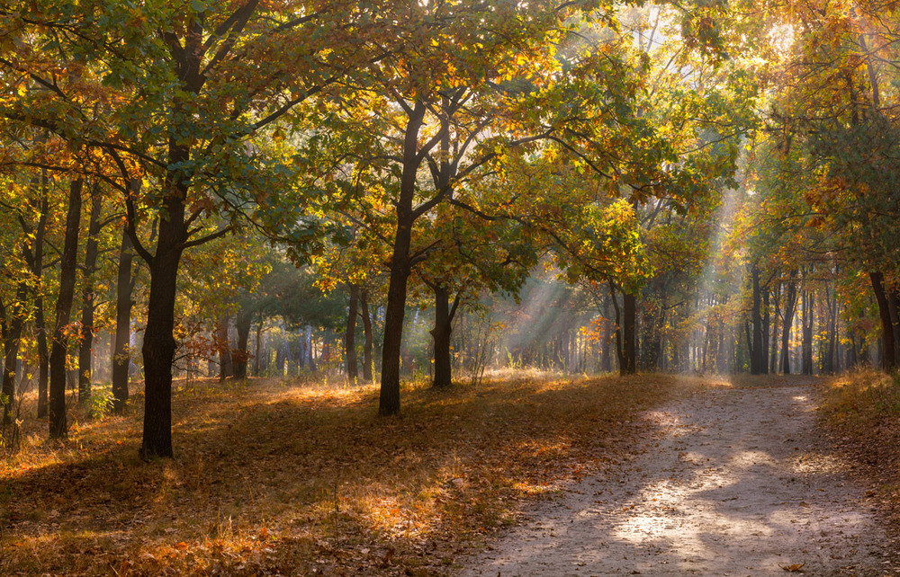 Фотографія Смиренно бросая листву и светом укрывшись от стужи / Галанзовская Оксана / photographers.ua
