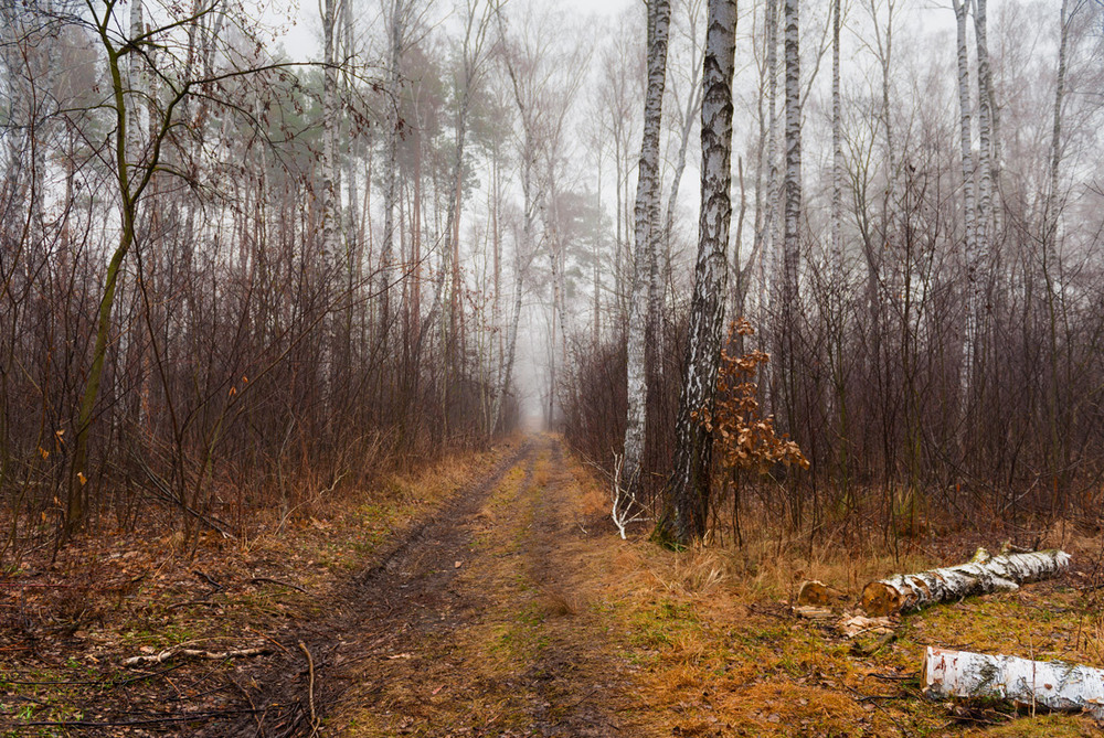 Фотографія Туман седой болото приукрасил / Галанзовская Оксана / photographers.ua