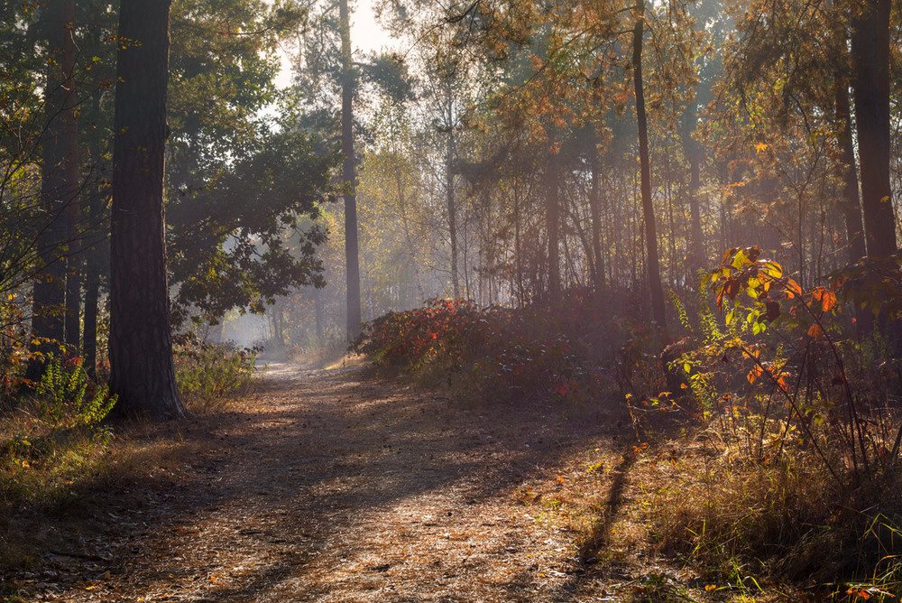 Фотографія Мягкою поступью дымкою солнечной осень идёт по лесам / Галанзовская Оксана / photographers.ua