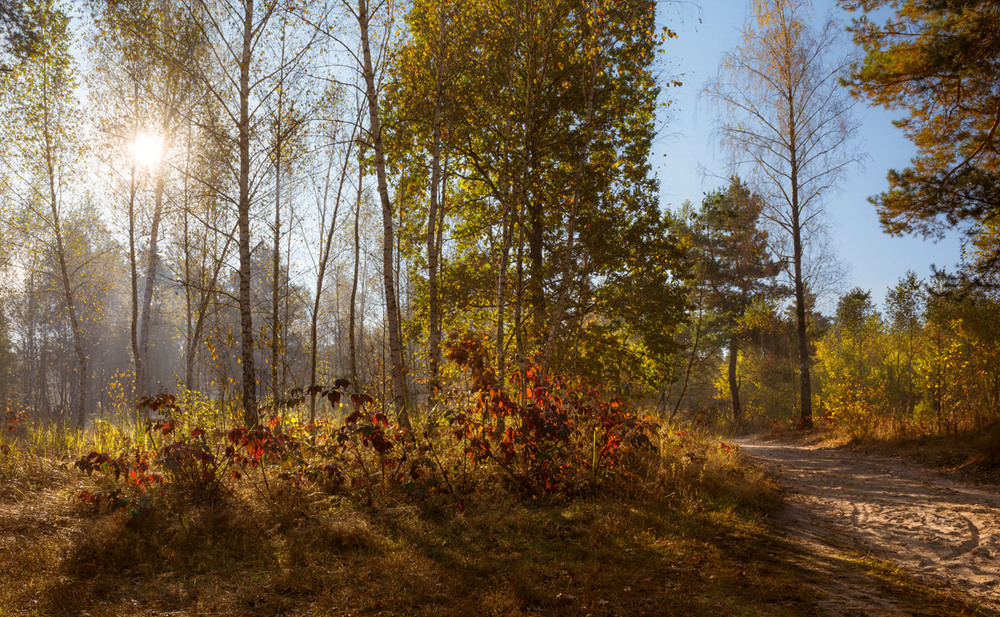 Фотографія Ночь кончилась и солнце обогрело чертоги леса / Галанзовская Оксана / photographers.ua