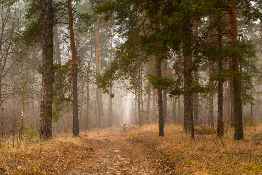Фотографія Декабрьский лес стоит в ожидании снега / Галанзовская Оксана / photographers.ua