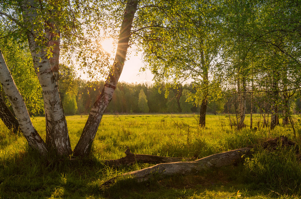 Фотографія Яркий май, восхитительно-светлый, солнцем пламенным душу согрел / Галанзовская Оксана / photographers.ua