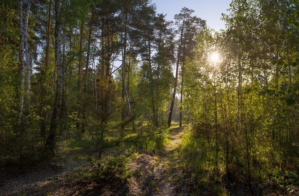 Фотографія Зеленеет лес весенний / Галанзовская Оксана / photographers.ua