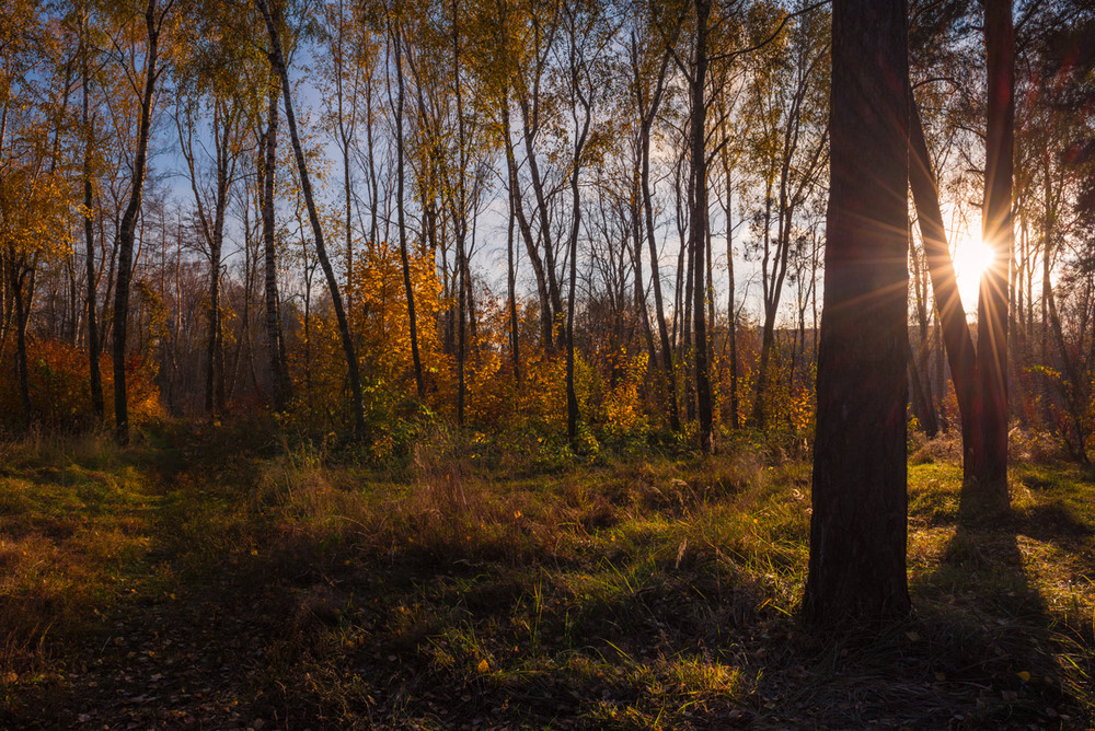 Фотографія Вечернее солнце золотом заливало осенний лес / Галанзовская Оксана / photographers.ua
