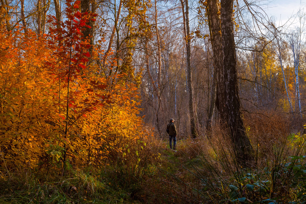 Фотографія Как красивы осенние болота / Галанзовская Оксана / photographers.ua