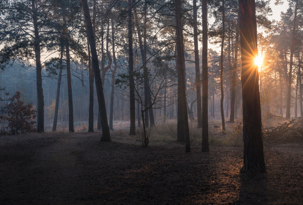 Фотографія Заиндевевший лес ждал утренних лучей / Галанзовская Оксана / photographers.ua