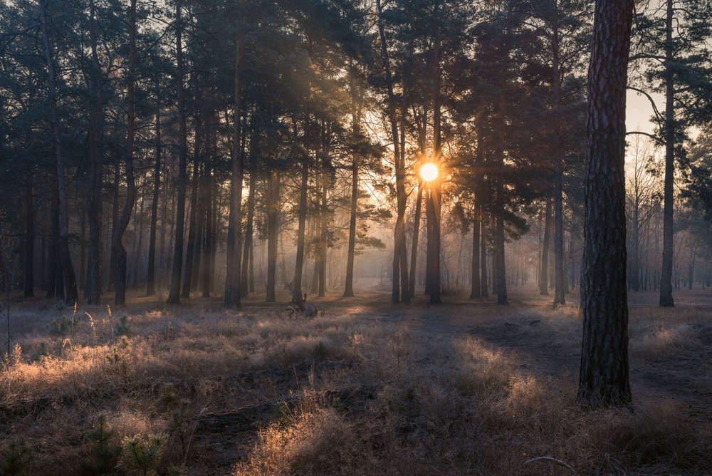 Фотографія Иссиня-чёрные тени тихих осенних лесов / Галанзовская Оксана / photographers.ua