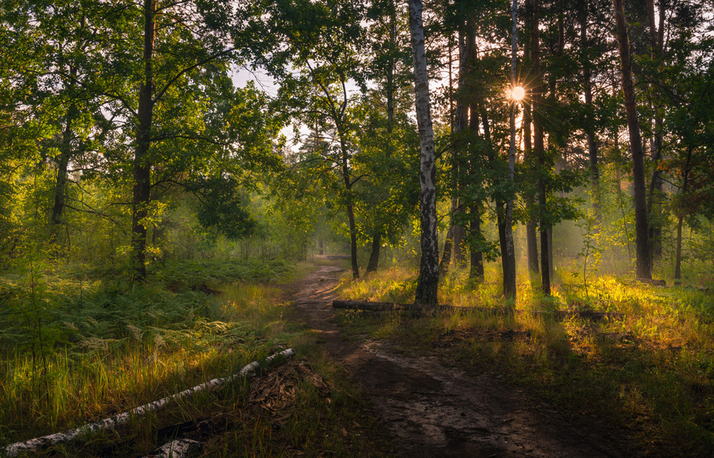 Фотографія Светит лес переливчатым золотом / Галанзовская Оксана / photographers.ua