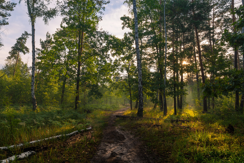 Фотографія Проснулся лес, разбуженный лучами и соловьи запели поутру / Галанзовская Оксана / photographers.ua