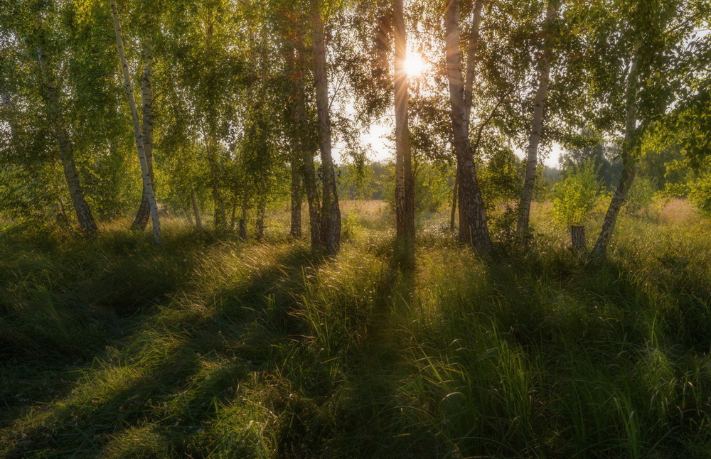 Фотографія Чудные рощи лесные / Галанзовская Оксана / photographers.ua