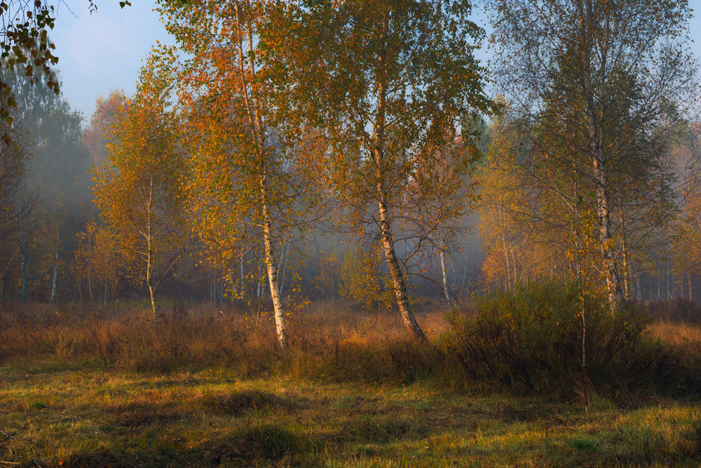 Фотографія Туманное утро, октябрь / Галанзовская Оксана / photographers.ua