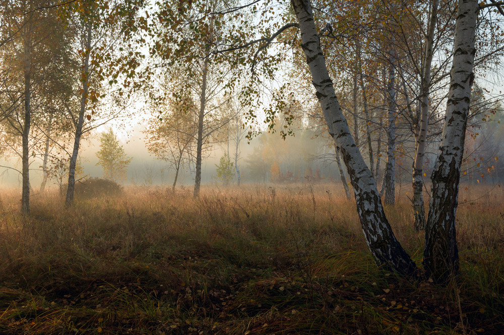 Фотографія Приходил туман украдкой рано утром на заре / Галанзовская Оксана / photographers.ua