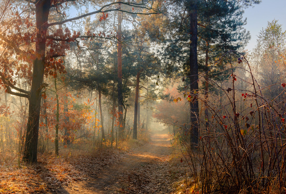 Фотографія Согревало солнце лес осенний / Галанзовская Оксана / photographers.ua