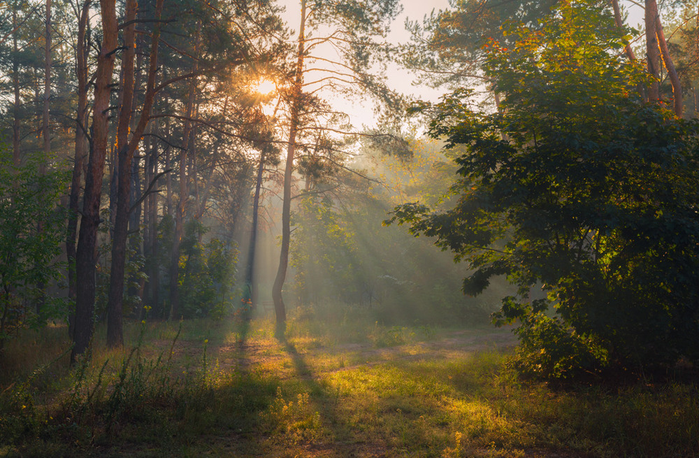 Фотографія Дремлет лес под сентябрьской вуалью / Галанзовская Оксана / photographers.ua