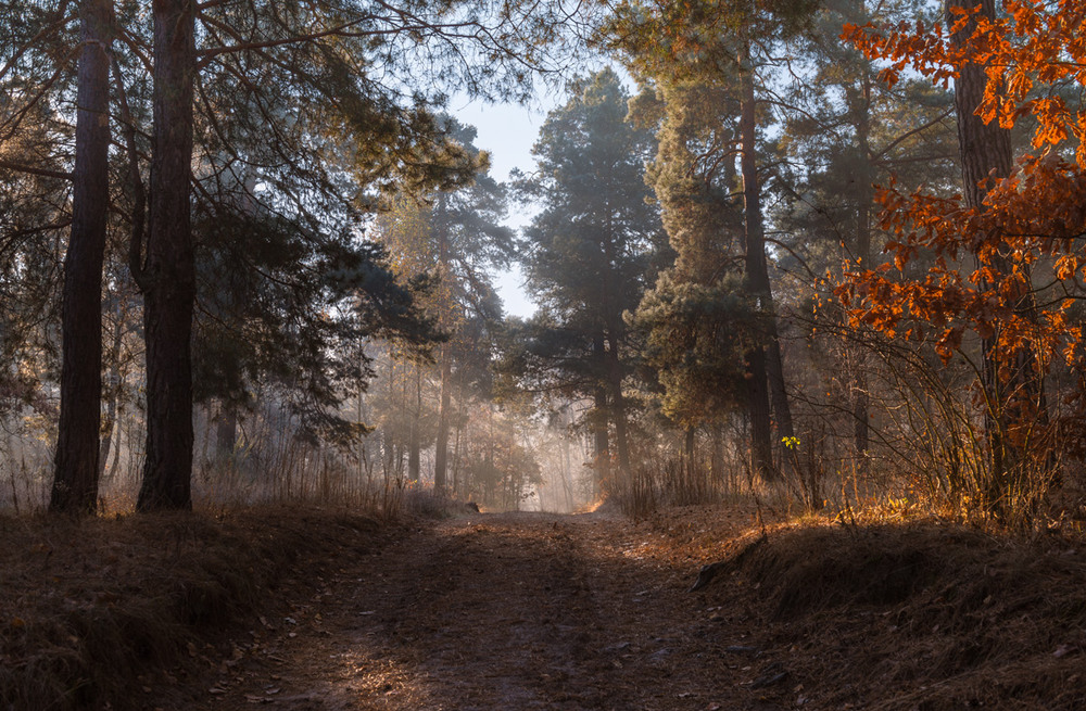 Фотографія И поцелуи солнца, лучами обнимающего лес / Галанзовская Оксана / photographers.ua