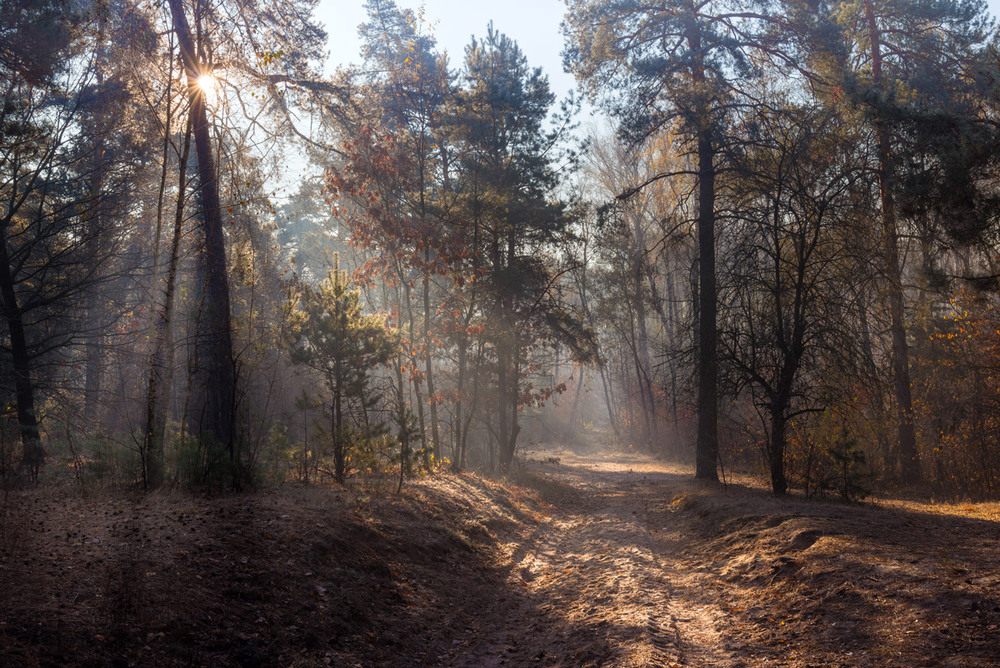 Фотографія И солнцем озарённые леса / Галанзовская Оксана / photographers.ua