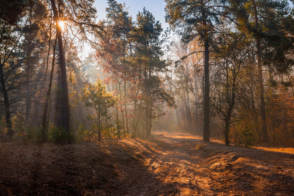 Фотографія И солнцем озарённые леса / Галанзовская Оксана / photographers.ua