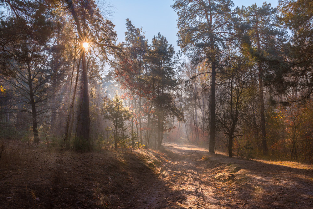 Фотографія И солнцем озарённые леса 2 / Галанзовская Оксана / photographers.ua