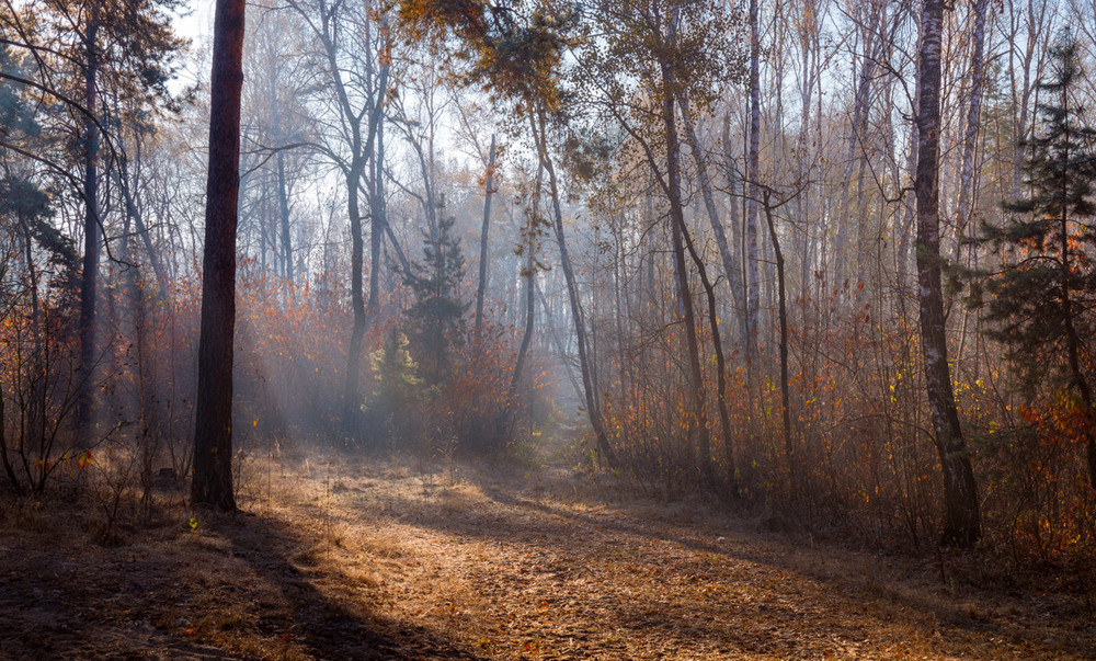 Фотографія Лучи пытались лес согреть / Галанзовская Оксана / photographers.ua