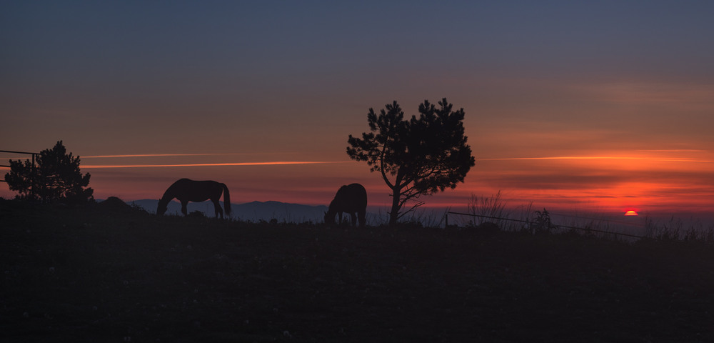 Фотографія Ходят кони на рассвете, пьют мгновения покоя… / Галанзовская Оксана / photographers.ua
