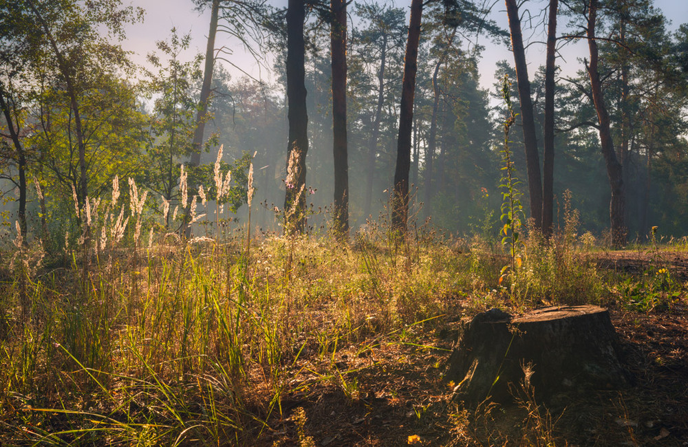 Фотографія В лесу ещё тепло, как летом / Галанзовская Оксана / photographers.ua