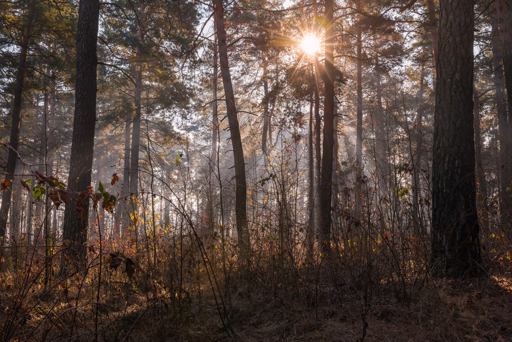 Фотографія Утренний лес полон света и чудес / Галанзовская Оксана / photographers.ua