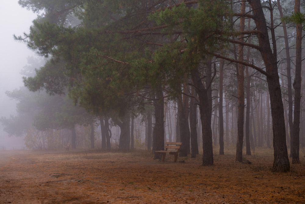 Фотографія Сырой туман окутал томный лес / Галанзовская Оксана / photographers.ua