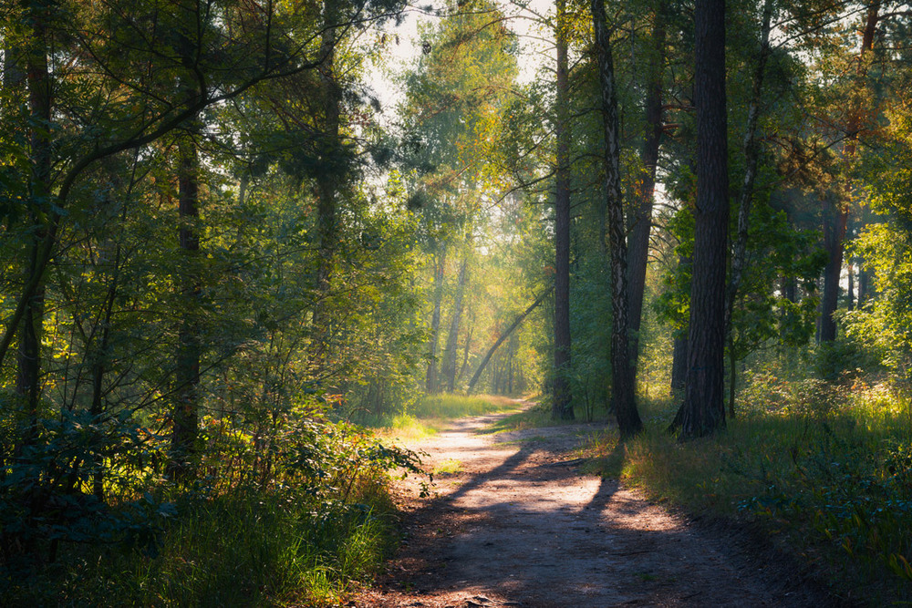 Фотографія Утренние тропы лесные. Сентябрь / Галанзовская Оксана / photographers.ua