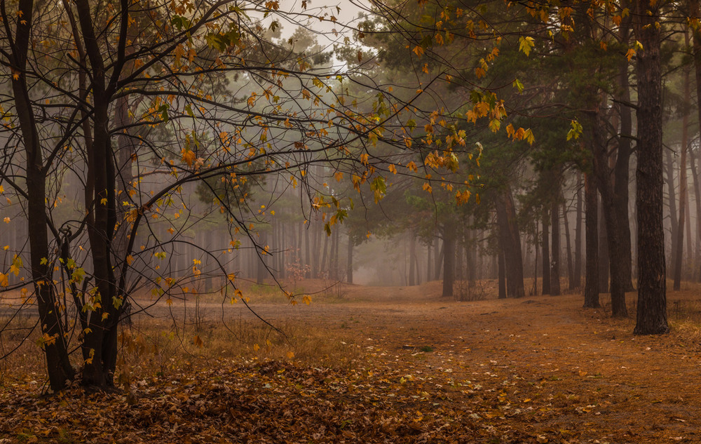 Фотографія Шумели листья, облетая / Галанзовская Оксана / photographers.ua