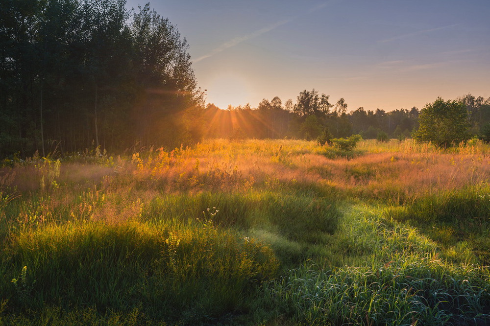 Фотографія Шелковые травы солнце разбудило / Галанзовская Оксана / photographers.ua