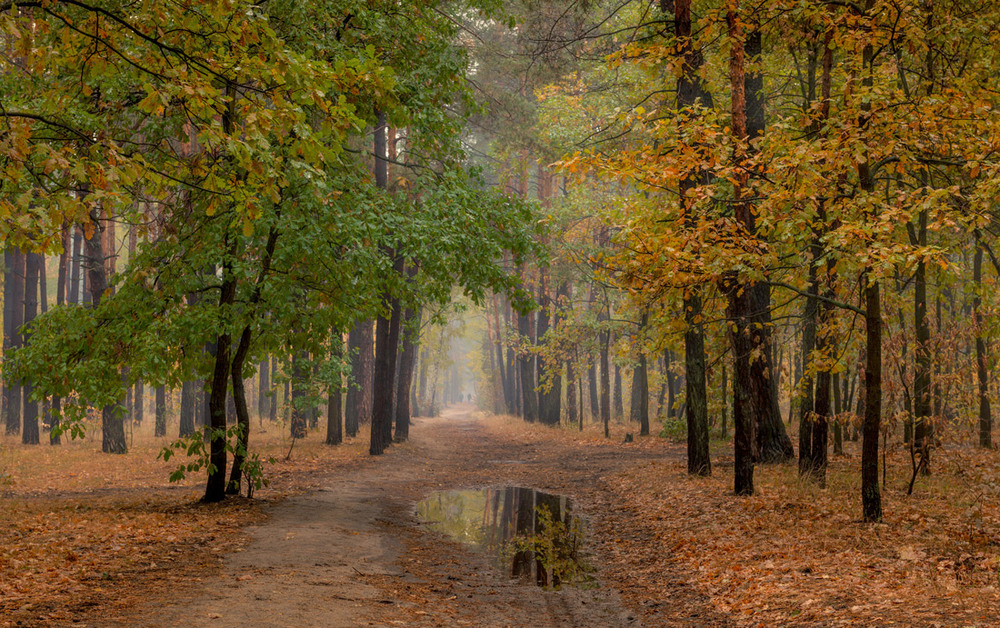 Фотографія Осенний лес после дождя / Галанзовская Оксана / photographers.ua