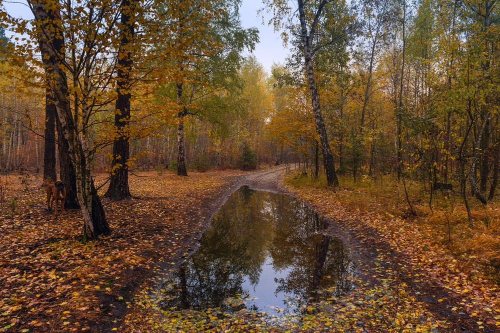 Фотографія Мокрая осень по-свему радует взор / Галанзовская Оксана / photographers.ua