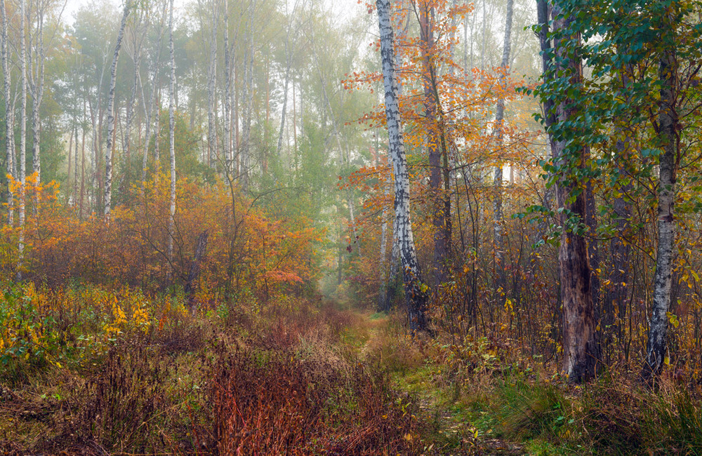 Фотографія Осень на болоте / Галанзовская Оксана / photographers.ua