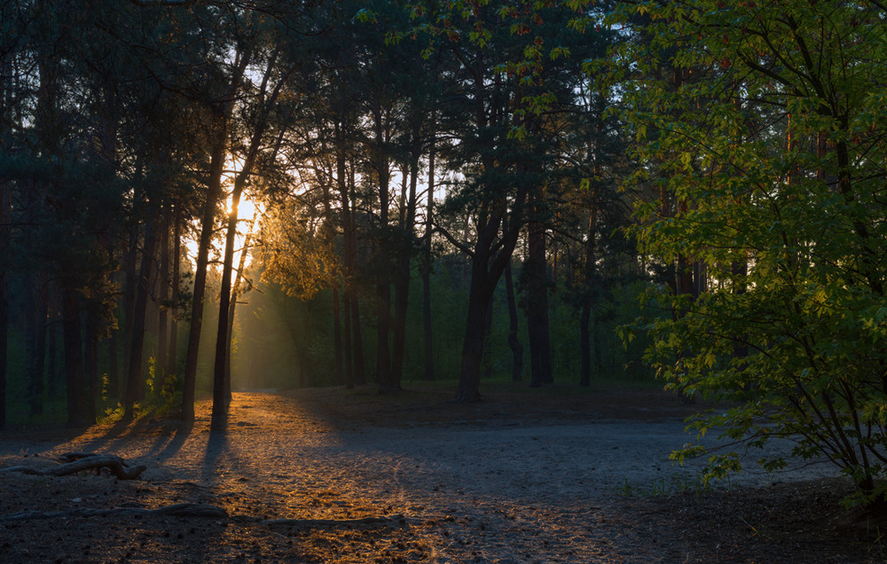 Фотографія Раннее утро в лесу / Галанзовская Оксана / photographers.ua
