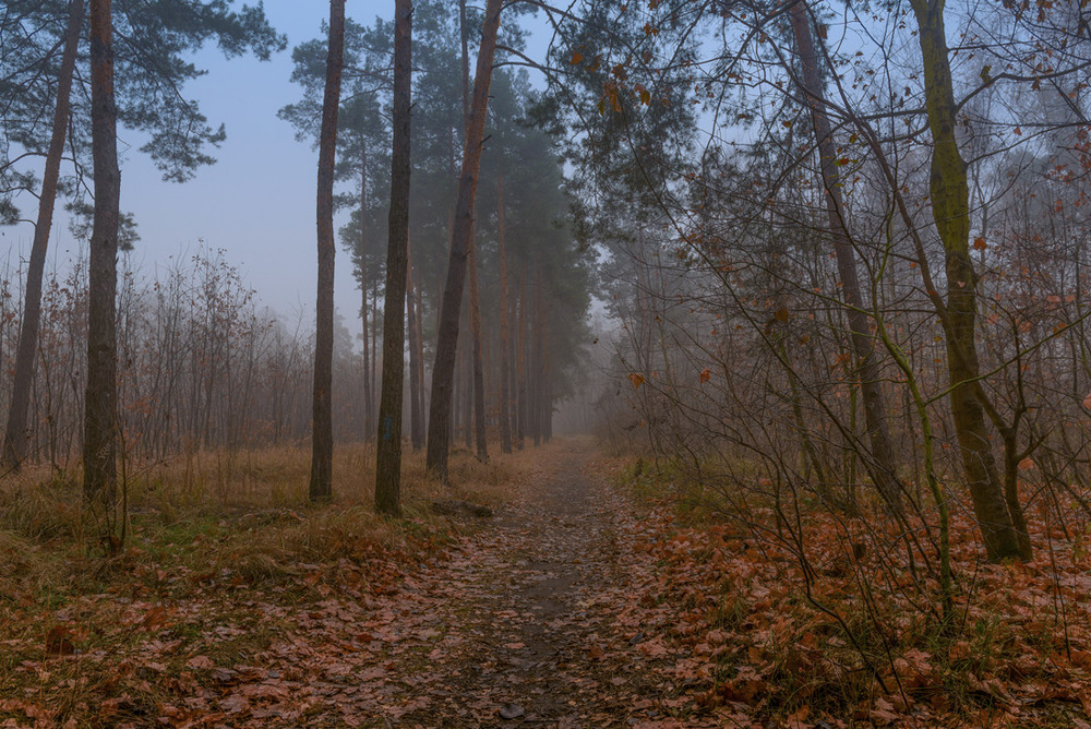 Фотографія Пройти сквозь лес туманною тропой / Галанзовская Оксана / photographers.ua