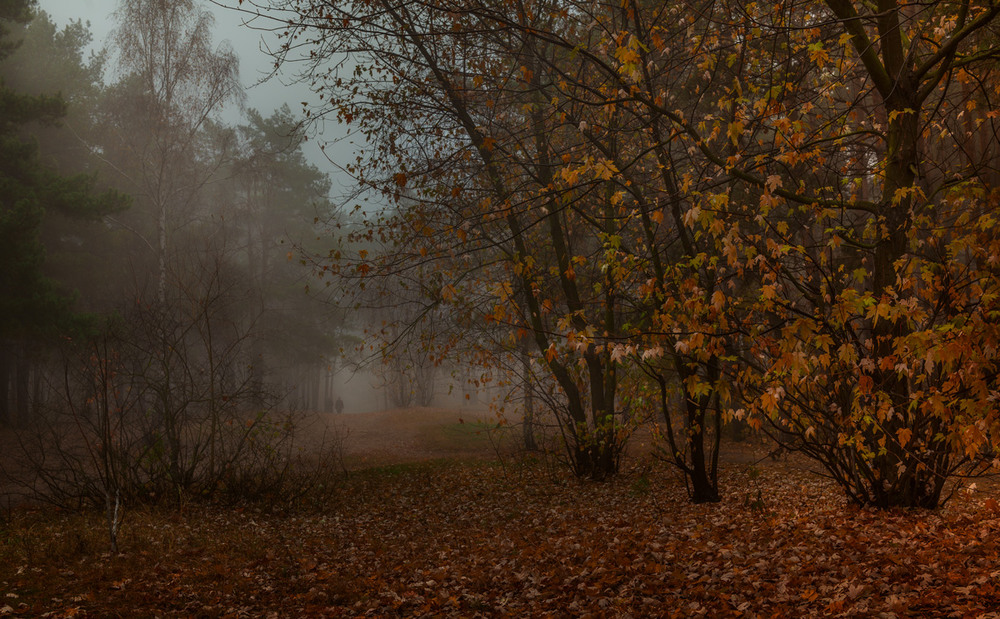 Фотографія В тёмную осень земля укрывается желтой и красной листвой / Галанзовская Оксана / photographers.ua