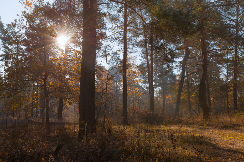 Фотографія Про те, як сонечко ліс зігрівало / Галанзовская Оксана / photographers.ua